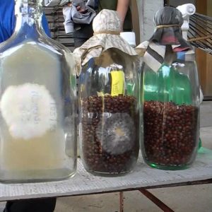 หลักสูตร การผลิตเชื้อเห็ดเศรษฐกิจ (พ.ค.69)