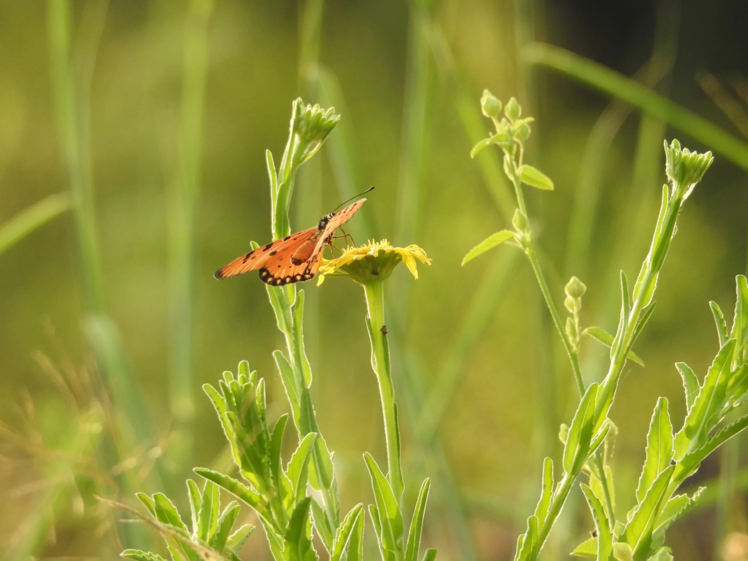 หลักสูตร แมลงมีประโยชน์เพื่อการเกษตรยั่งยืนและสิ่งแวดล้อม (11 มี.ค. 69)