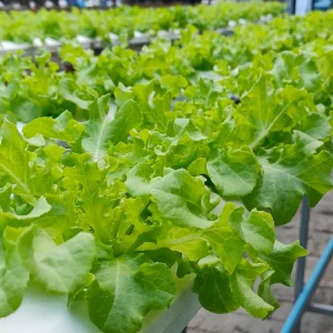 หลักสูตร “สูตรลับการปลูกพืชในระบบไฮโดรโพนิกส์ ปลูกง่าย ขายไว กำไรยั่งยืน” (9 มิ.ย.69)